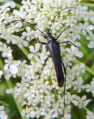Strangalia acuminata