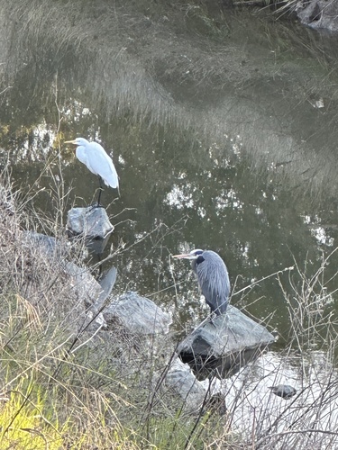 Great Blue Heron