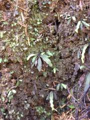 Notogrammitis ciliata