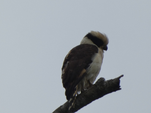 Laughing Falcon (Herpetotheres cachinnans), photo 8