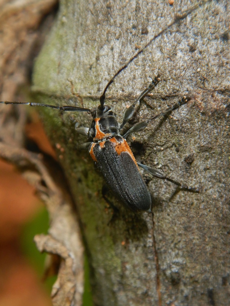 Alcidion humeralis