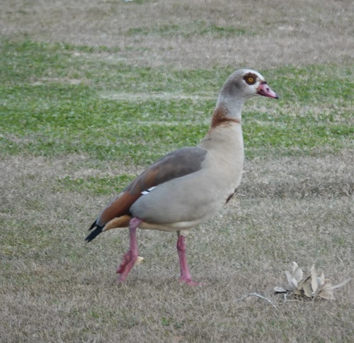 iNaturalist: (c) Ute Welk, some rights reserved (CC BY-NC), uploaded by Ute Welk iNaturalist image