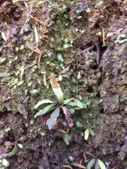 Notogrammitis ciliata