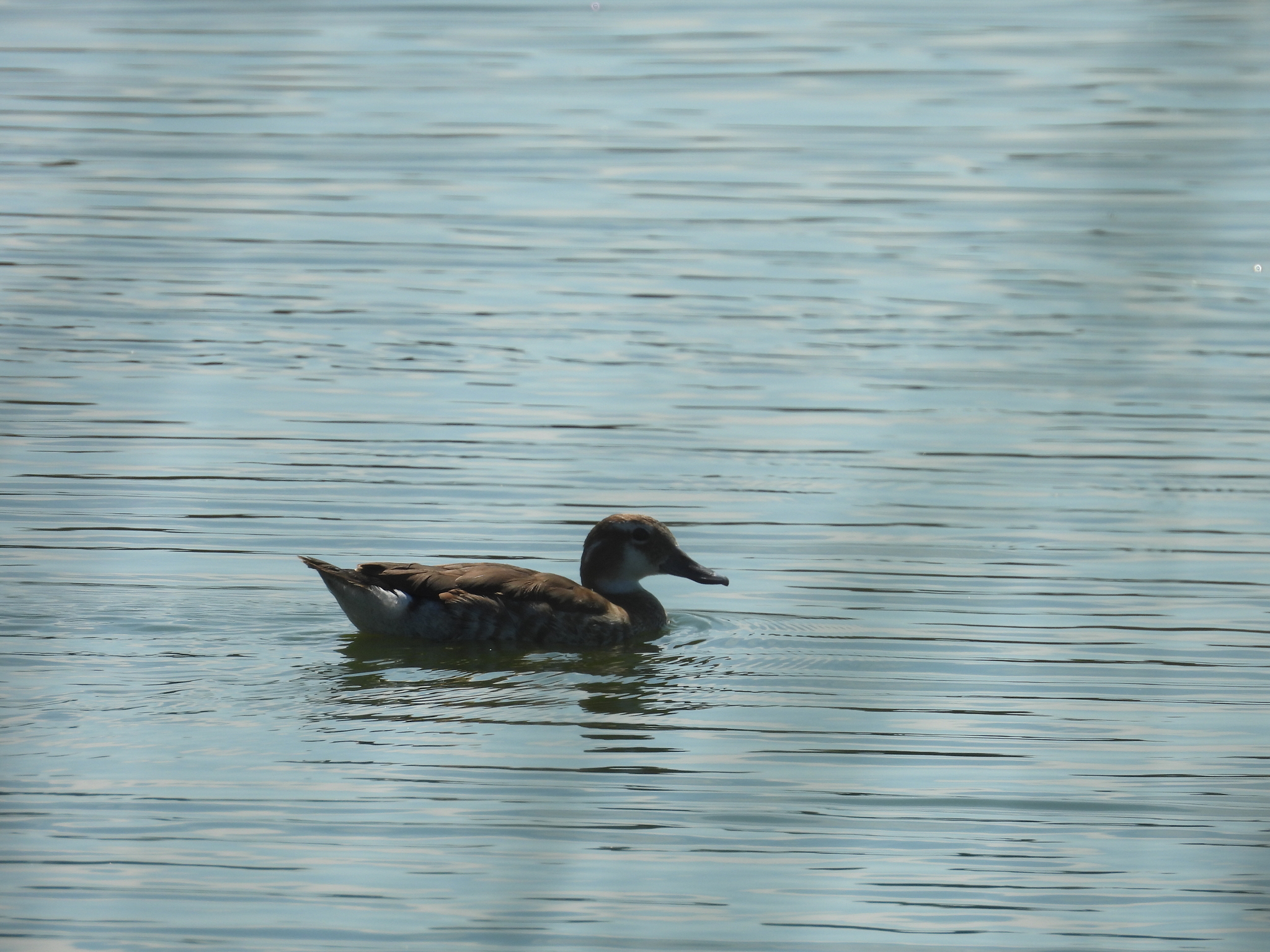 Ringed Teal (Callonetta leucophrys), photo 6