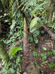 Guadua angustifolia