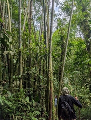Guadua angustifolia, photograph (c) Jacob Saucier, some rights reserved (CC BY)