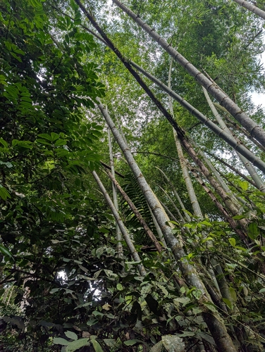 Guadua angustifolia, photograph 3