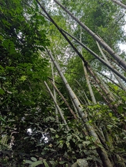Guadua angustifolia, photograph (c) Jacob Saucier, some rights reserved (CC BY)