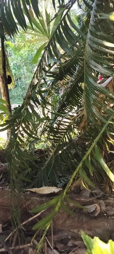 Andaman Bronzeback