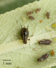 Macrosiphum salviae