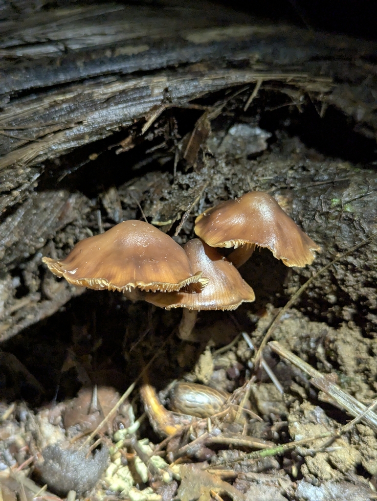 Psilocybe moseri