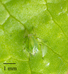 Myzus persicae