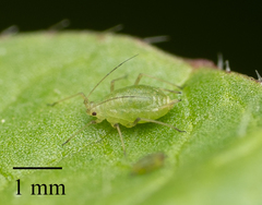 Myzus persicae