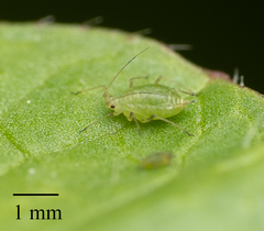 Myzus persicae