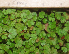 Hydrocotyle microphylla