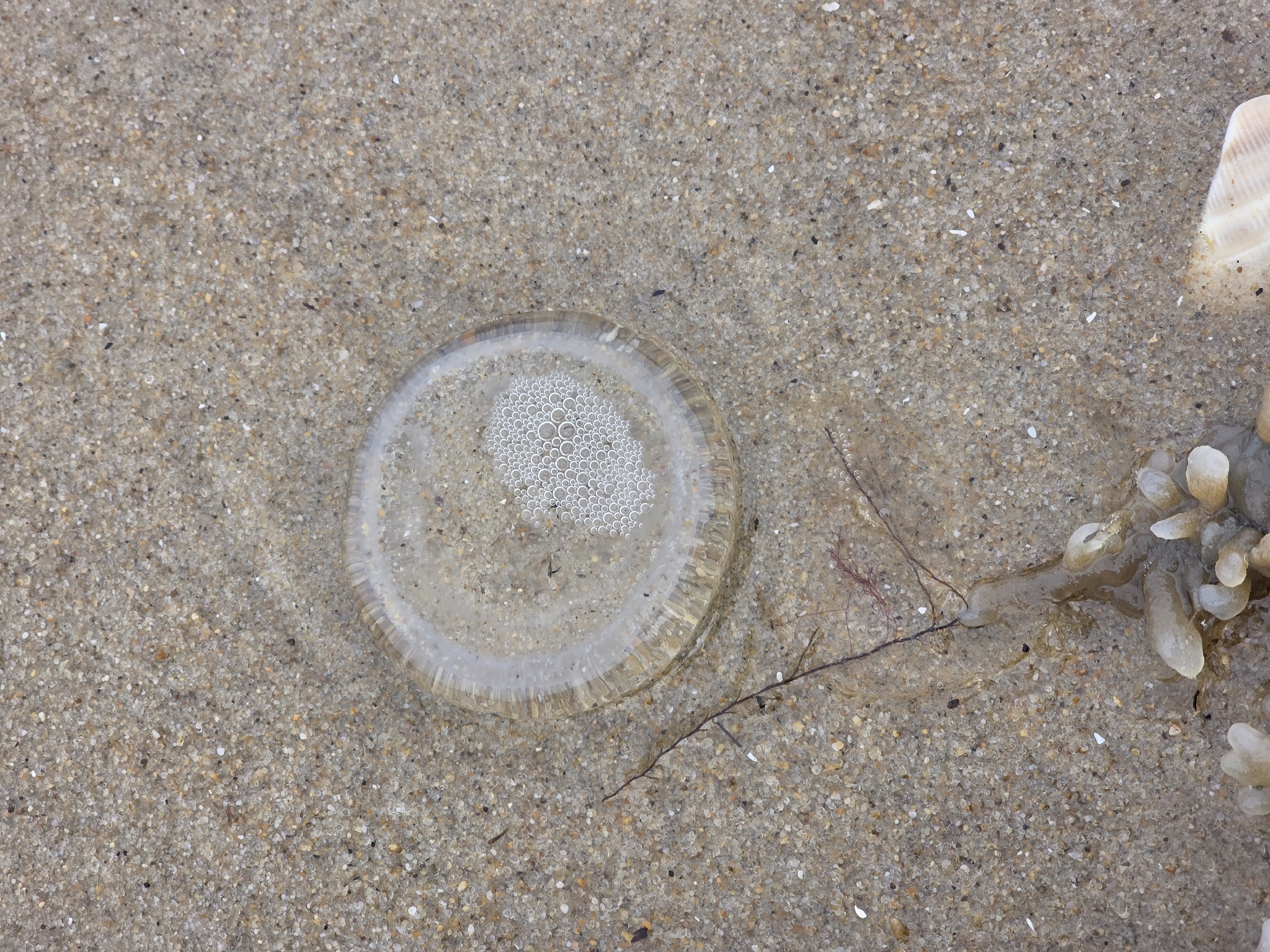 Rhacostoma atlanticum L.Agassiz, 1851