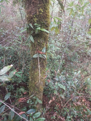 Epidendrum longipetalum A.Rich. & Galeotti 3
