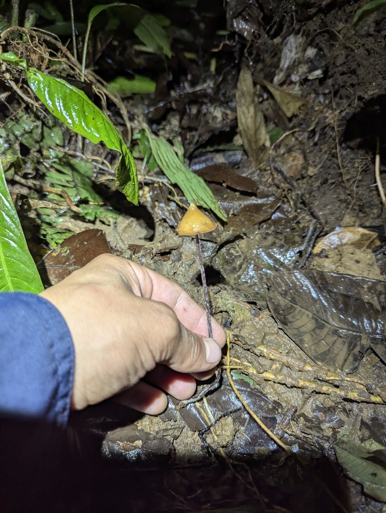 Psilocybe hoogshagenii · January 2026 · photo: © benjaminhidalgo (iNaturalist, cc-by)