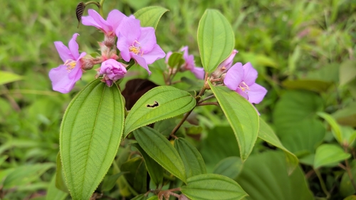 Melastoma malabathricum observed 2026-01-29