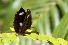 Hypolimnas bolina nerina