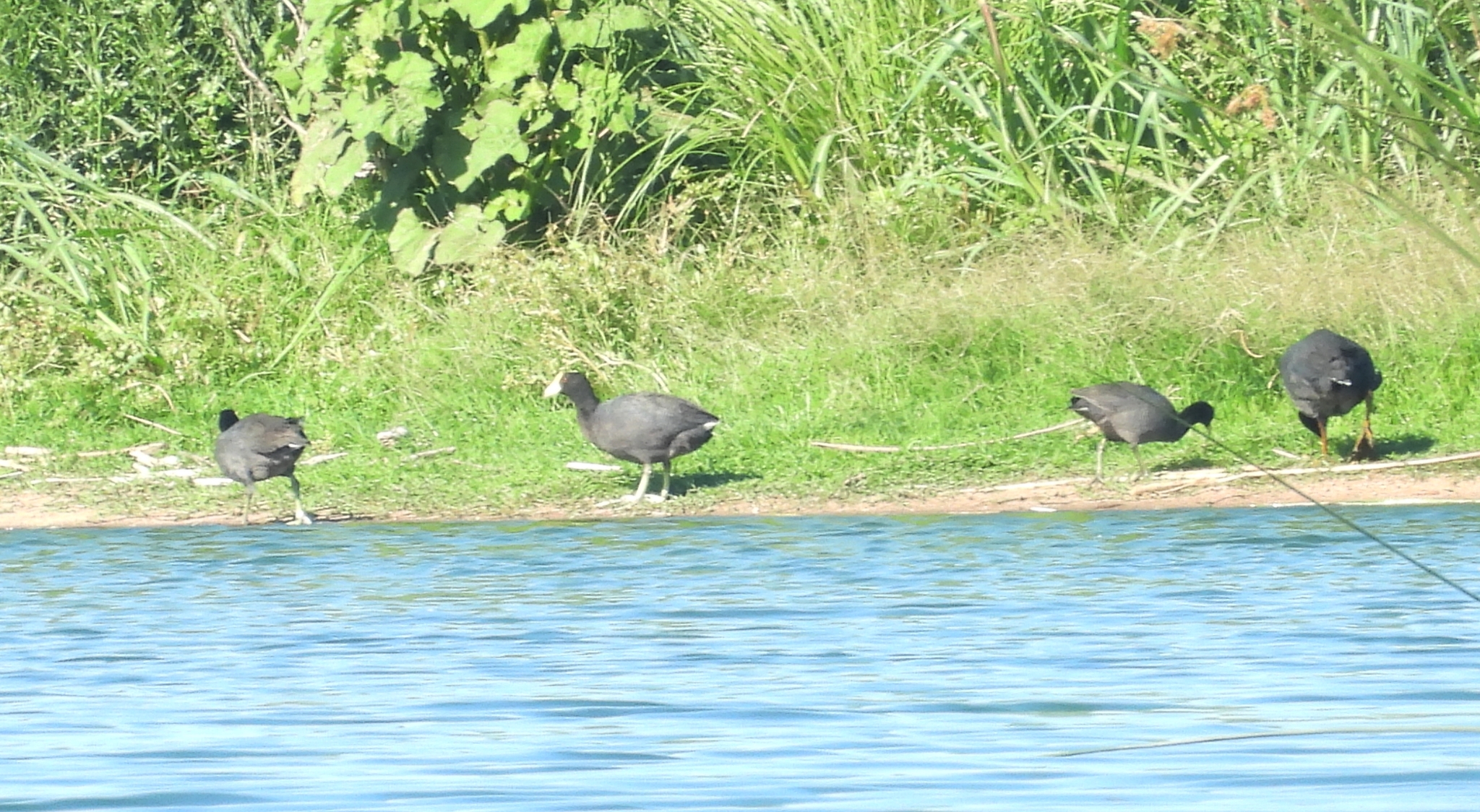 White-winged Coot (Fulica leucoptera), photo 8