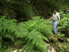 Dennstaedtia globulifera