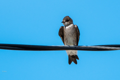 Stelgidopteryx serripennis ridgwayi