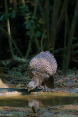 Polyplectron bicalcaratum