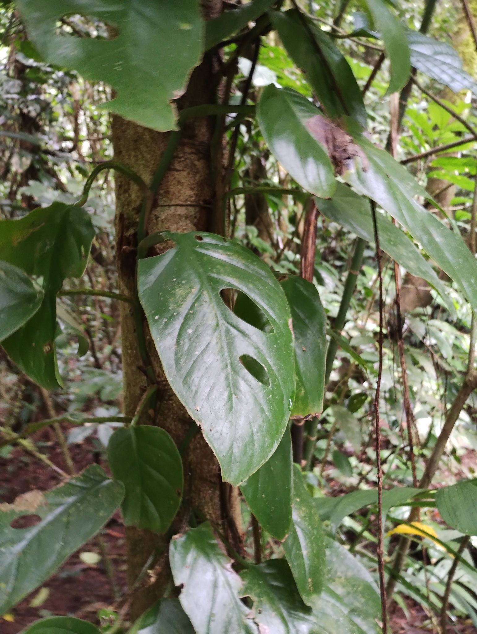 Imagem de Monstera acuminata