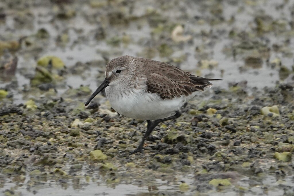 Dunlin in January 2026 by 方伊琳(阿鈣) · iNaturalist