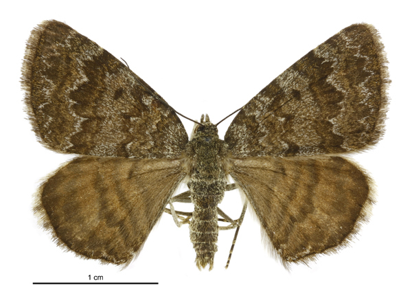 Greater Orange Underwing