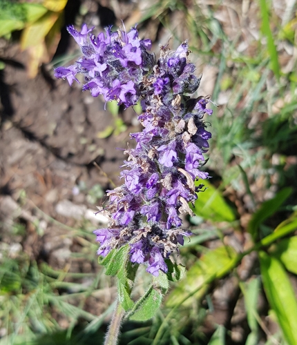 Multifidous catnip (Nepeta multifida)