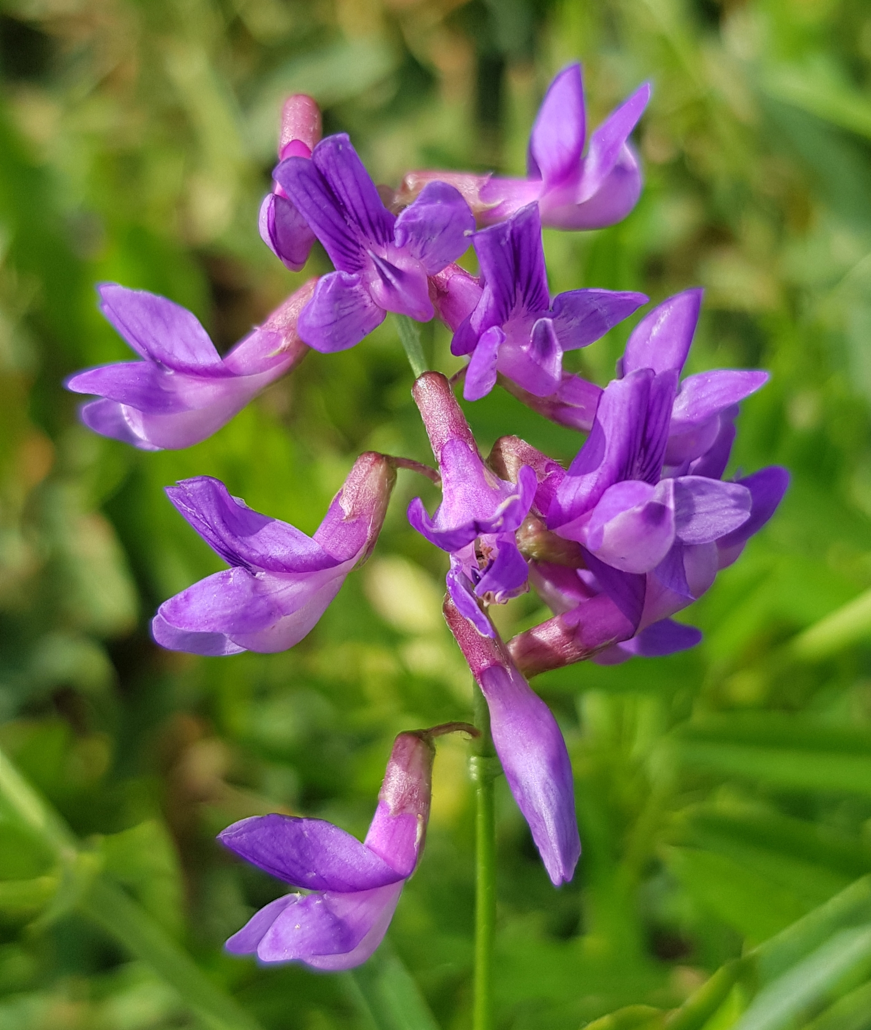 Lovely Vetch (Vicia amoena)