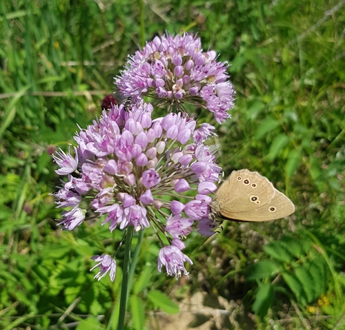 Aging chive (Allium senescens)