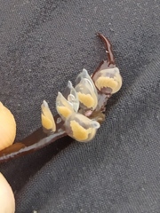 Tritia reticulata