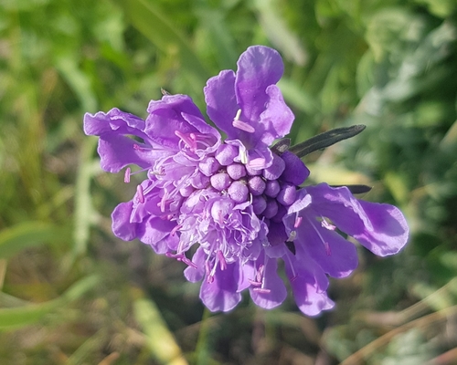 Northeastern scabious (Scabiosa comosa)