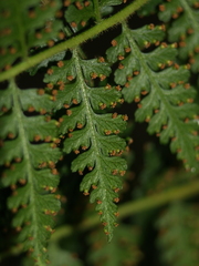 Dennstaedtia globulifera