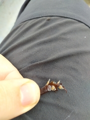 Tritia reticulata