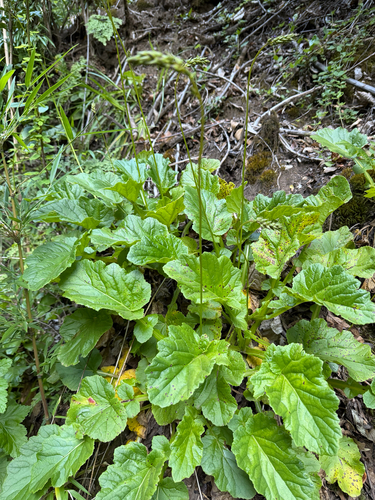 Francoa appendiculata (Francoa appendiculata)