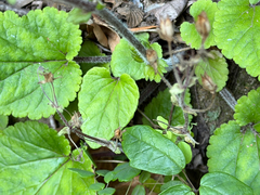 Ourisia coccinea