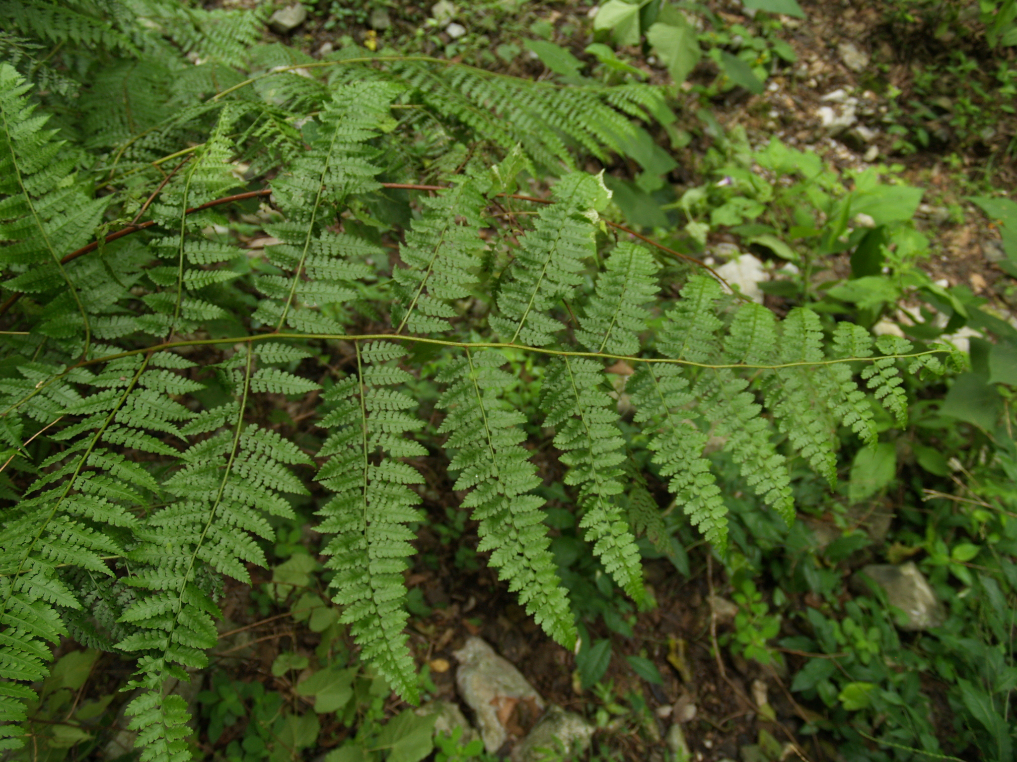 Dennstaedtia globulifera