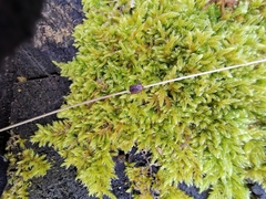 Dermacentor reticulatus