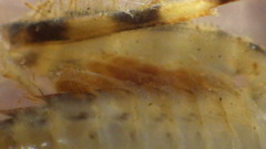 Maccaffertium mediopunctatum