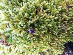 Dermacentor reticulatus