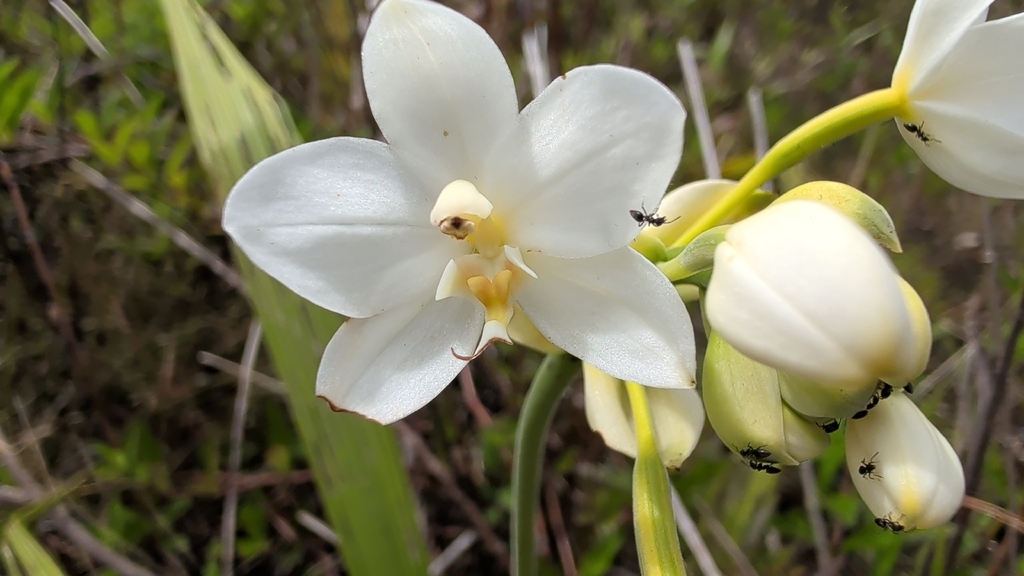Spathoglottis micronesiaca