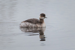 Podiceps nigricollis
