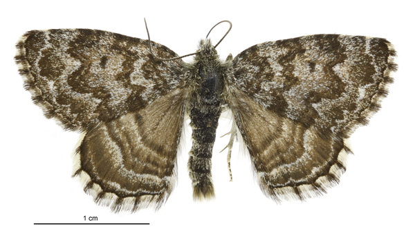 Dasyuris austrina
