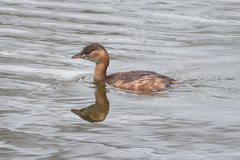 Tachybaptus ruficollis