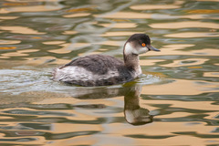 Podiceps nigricollis