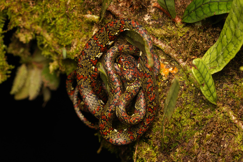 Photo of a Costa Rican Snaileater (Sibon lamari)